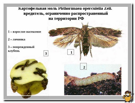 На фото описано про картофельную моль